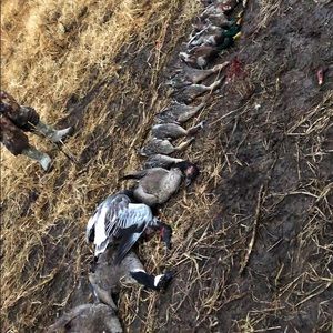 Meet your Posher, Dawson